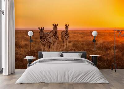 a herd of zebra grazing at sunrise in etosha, namibia Wall mural