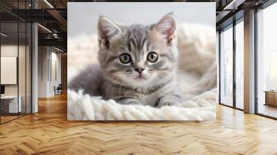 Chubby grey kitten resting on a soft blanket, fat, kitten, overweight, fluffy, cute, adorable, domestic, pet, furry, lazy, resting, whiskers Wall mural