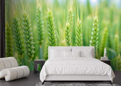 Close up of green growing wheat stalk in the field, perfect for a harvest concept screensaver, wheat, agriculture, farming, crop Wall mural