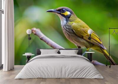 Close up view of a Lewin's honeyeater perching on a branch in a North Queensland rainforest , Lewin's honeyeater, bird Wall mural