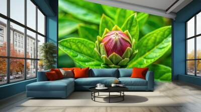 Cynia flower bud surrounded by lush green leaves, top view, cynia, flower, bud, green, leaves, nature, floral, top view, garden Wall mural