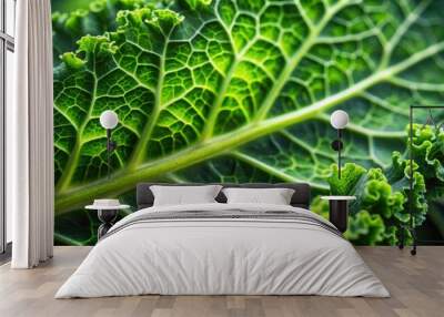 Extreme close-up shot of a kale leaf, kale, leaf, green, vegetable, healthy, nutrition, close-up, detail, texture, food, organic Wall mural