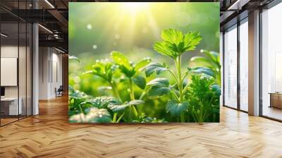 Fresh green herbs in the early morning sunlight with dew drops, herbs, ros?e, fresh, green, morning, sunlight Wall mural