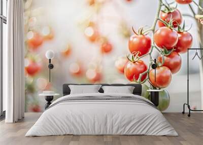 Ripe red tomatoes on vine isolated on background, tomatoes, ripe, red, juicy, vine, isolated, fresh, produce, vegetables Wall mural