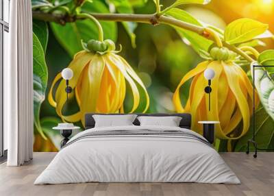 Tropical blooming Ylang Ylang flowers in natural sunlight, fragrant, aromatic, tropical, exotic, Cananga tree Wall mural