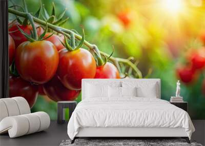 Fresh ripe tomatoes on a vine , organic, red, agriculture, farm, harvest, gardening, healthy, juicy, summer, agriculture, ripe Wall mural