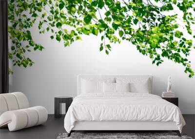 Birch twigs with the young lush green leaves hang down isolated on white. Natural birch background located on top of the picture. Wall mural