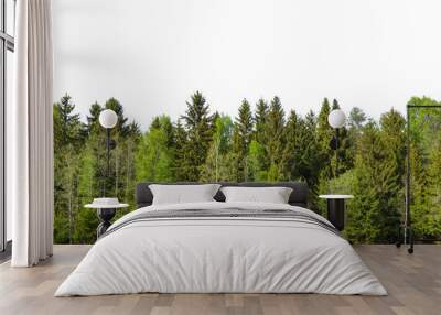 Spring green forest on the horizon is isolated. The edge of a forest with deciduous and coniferous trees, natural background. Wall mural