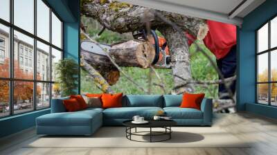 A man cuts a tree with a chainsaw. Pruning trees. Wall mural