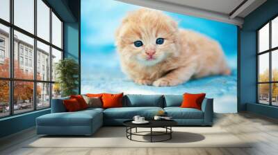 little red kitten on a blue background. Wall mural