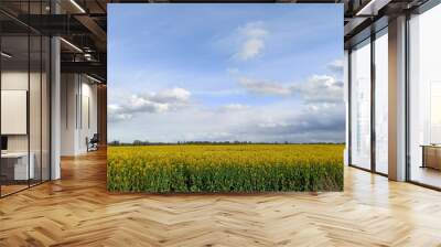 Golden Field of Flowering Rapeseed With Blue Sky - Brassica Napus - Plant for Green Energy and Oil Industry in Europe in Early Spring, Cloudy Sky Wall mural