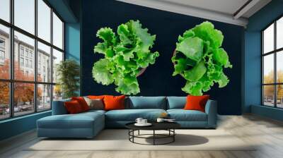 Two bunches of green lettuce on black background top view. Healthy diet, vegan food, products with vitamins concepts. Wall mural