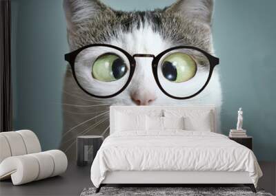 cute cat in myopia glasses squinting close up funny portrait on blue wall background Wall mural