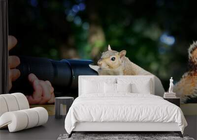 a view of a grey squirrel Wall mural