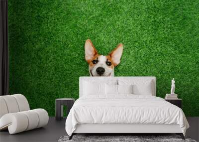 Cute  smiling dog jack russel terrier, lying on green grass. Wall mural