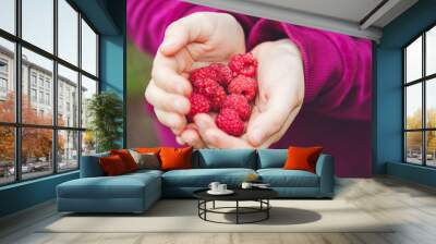 Сhild holds a fresh red raspberries. Wall mural