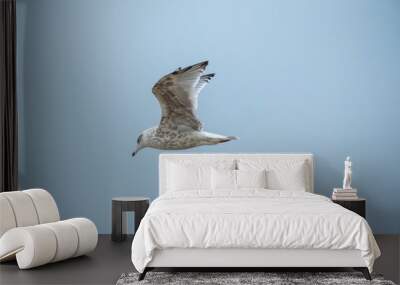 seagull flies in the blue sky Wall mural