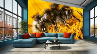 Macro shot of Bumblebee in sunflower. Wall mural