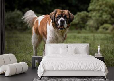 cute adult saint bernard dog in nature with bushes behind walking over grass Wall mural