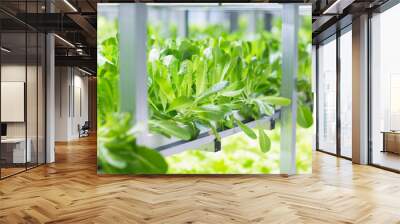 Hydroponic indoor vegetable plant factory. Green salad farm in hydroponics.  Wall mural