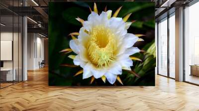 dragon fruit flower Wall mural