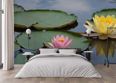 pink and yellow water lily Wall mural