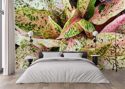 plant background with green pink yellow patterned leaves Wall mural