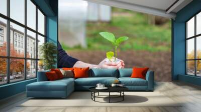 Eggplant sprout in a plastic cup in the hands of a gardener woman. A girl's hand is holding a plastic peat pot with a green eggplant sprout. Wall mural