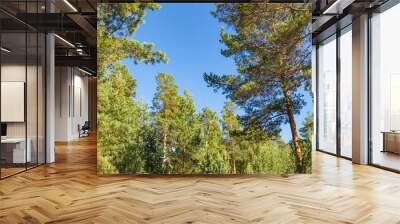 Pine forest against the blue sky, summer. Russian nature. Wall mural