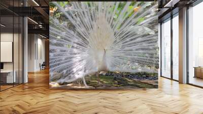 White albino peacock in Bali, Indonesia Wall mural