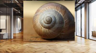 An empty snail shell Wall mural