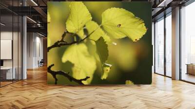 autumn leaves on the tree. Yellow mulberry leaves.  Wall mural