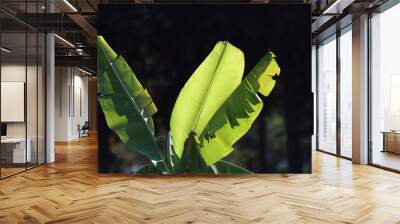 banana leaves on dark background Wall mural