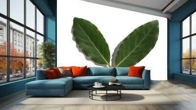 closeup of daphne tree leaf isolated on white Wall mural