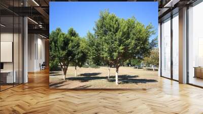 Ficus Indian Laurel Tree (Ficus nitida ) botanically belongs to the Moraceae family Wall mural