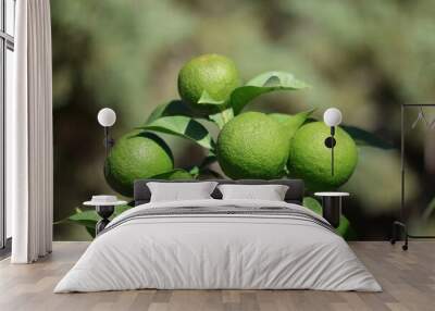 green unripe oranges on the tree Wall mural