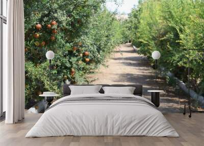 pomegranate trees in the orchard Wall mural