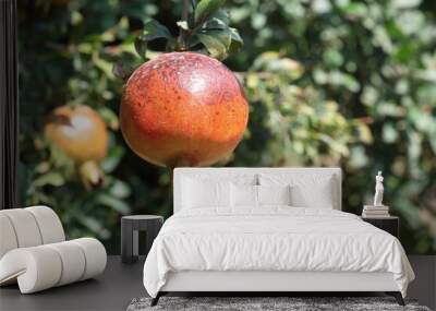 ripening pomegranates on the tree Wall mural