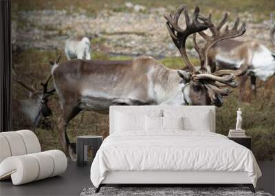 deer, reindeer, fawn, grand deer, antler, asia, russia, new year, christmas, tent wildlife, mongolia Wall mural