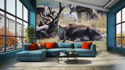 deer, reindeer, fawn, grand deer, antler, asia, russia, new year, christmas, tent wildlife, mongolia Wall mural