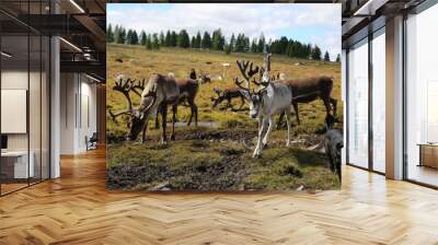 deer, reindeer, fawn, grand deer, horn, asia, russia, new year, christmas, Wall mural