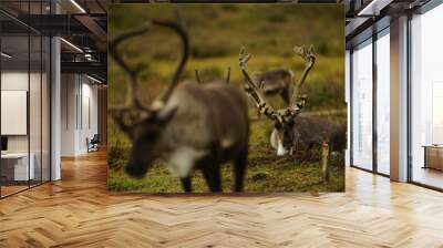 deer, reindeer, fawn, grand deer, horn, asia, russia, new year, christmas, Wall mural