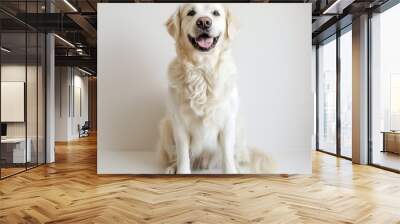 A cheerful golden retriever sitting against a plain white background with a happy expression. Wall mural