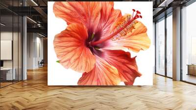 Close-up of a vibrant tropical hibiscus flower with detailed petals and a gradient of orange and pink hues against, png transparent, no background Wall mural