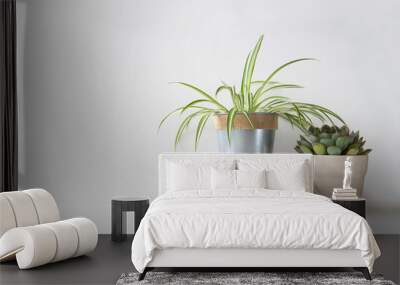 Succulent plant and a spider plant in different pots on top of books against white background, minimalism Wall mural