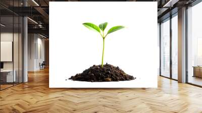 A young plant growing from soil on a white background Wall mural