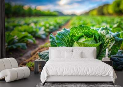 Cabbage Growing in the Field: A fresh, organic cabbage plant thriving in the garden, surrounded by lush green leaves and fertile soil Wall mural