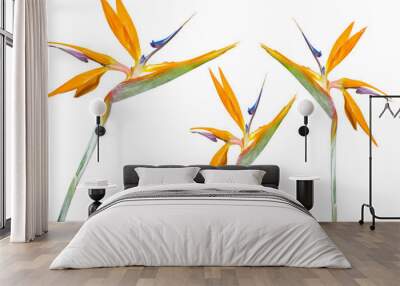 Oiseaux du paradis, fond blanc  Wall mural