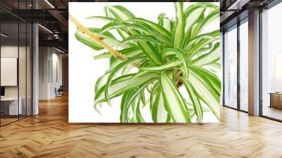 Phalangère Chlorophytum comosum fond blanc Wall mural