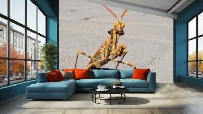 Insect Mantis Religiosa Wall mural